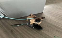 Mixed Breed dogs for sale: Pug x terrier - Image 3