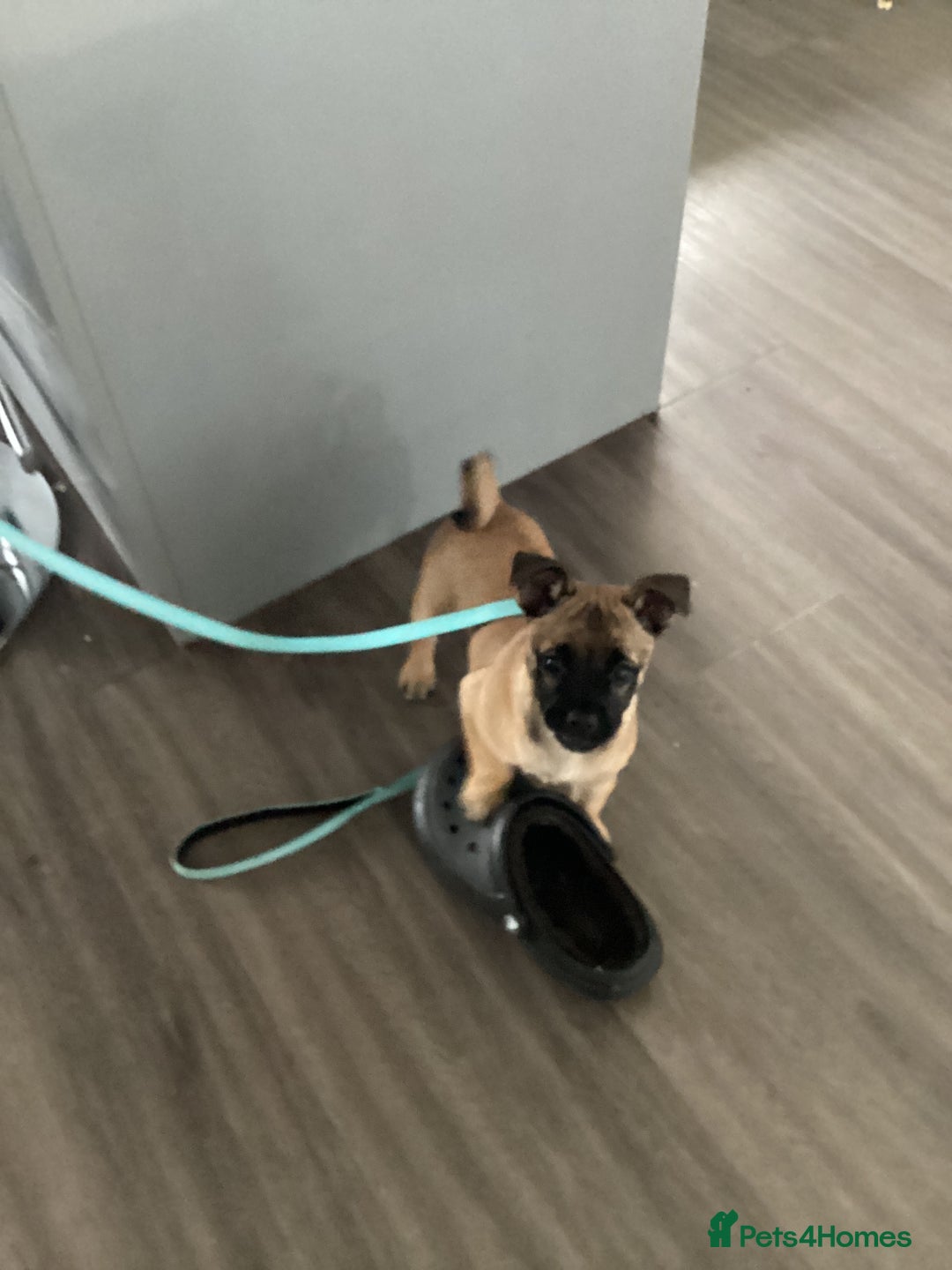 Mixed Breed dogs for sale: Pug x terrier - Image 3