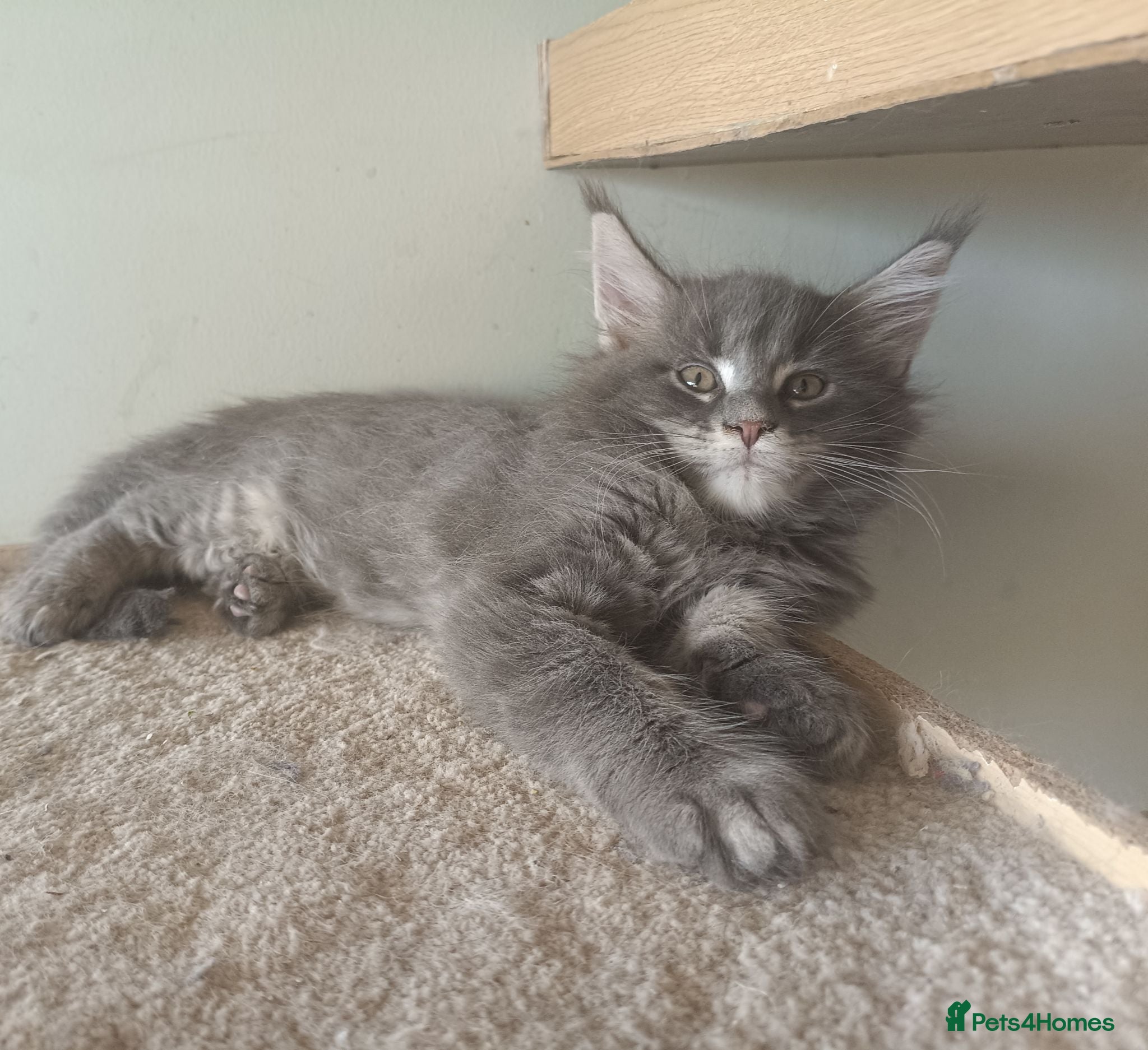 Maine Coon cats Stunning health tested, tica reg kittens 😍 - Advert 1