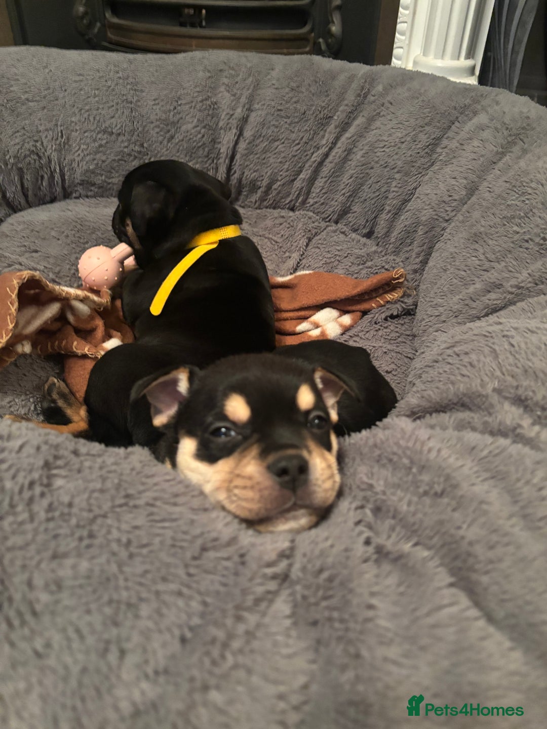 Mixed Breed dogs for sale: Beautiful puppies - Image 20