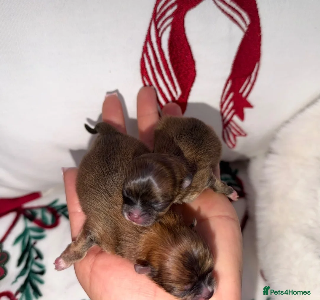 Pomeranian dogs for sale: Russian Pomeranian puppies - Advert 2