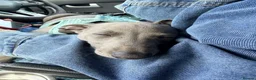 Whippet dogs for sale: Blue KC registered whippet puppy  in Blyth - Advert 6