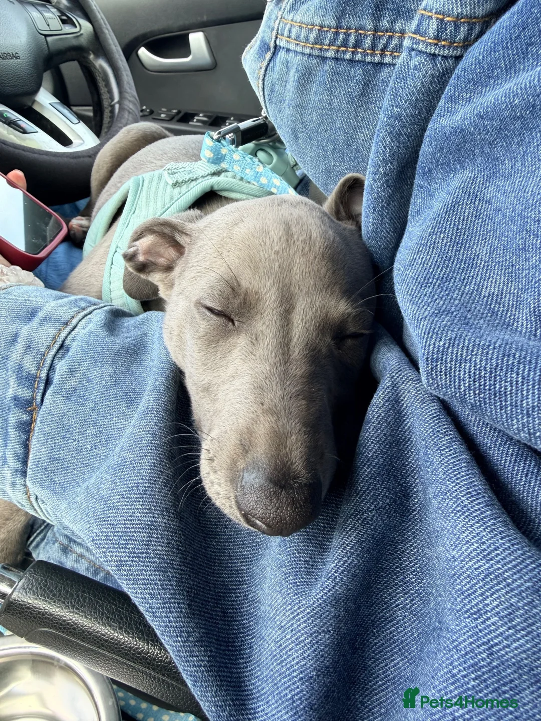 Whippet dogs for sale: Blue KC registered whippet puppy  in Blyth - Advert 6