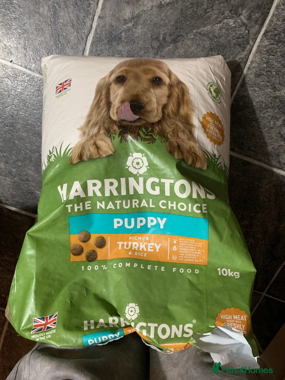 Cocker Spaniel dogs for sale: Working Cocker Spaniel Puppies  - Advert 28