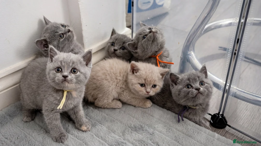 British Shorthair cats for sale: Beautiful British Shorthair Kittens - Advert 1