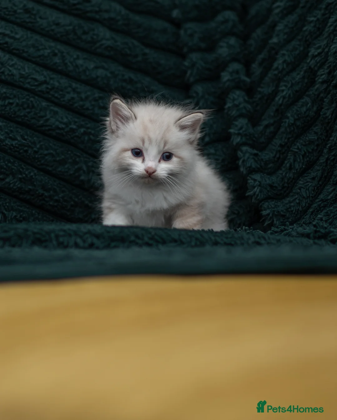 Ragdoll cats for sale: Beautiful Ragdoll Kittens Looking for Loving Home - Advert 2