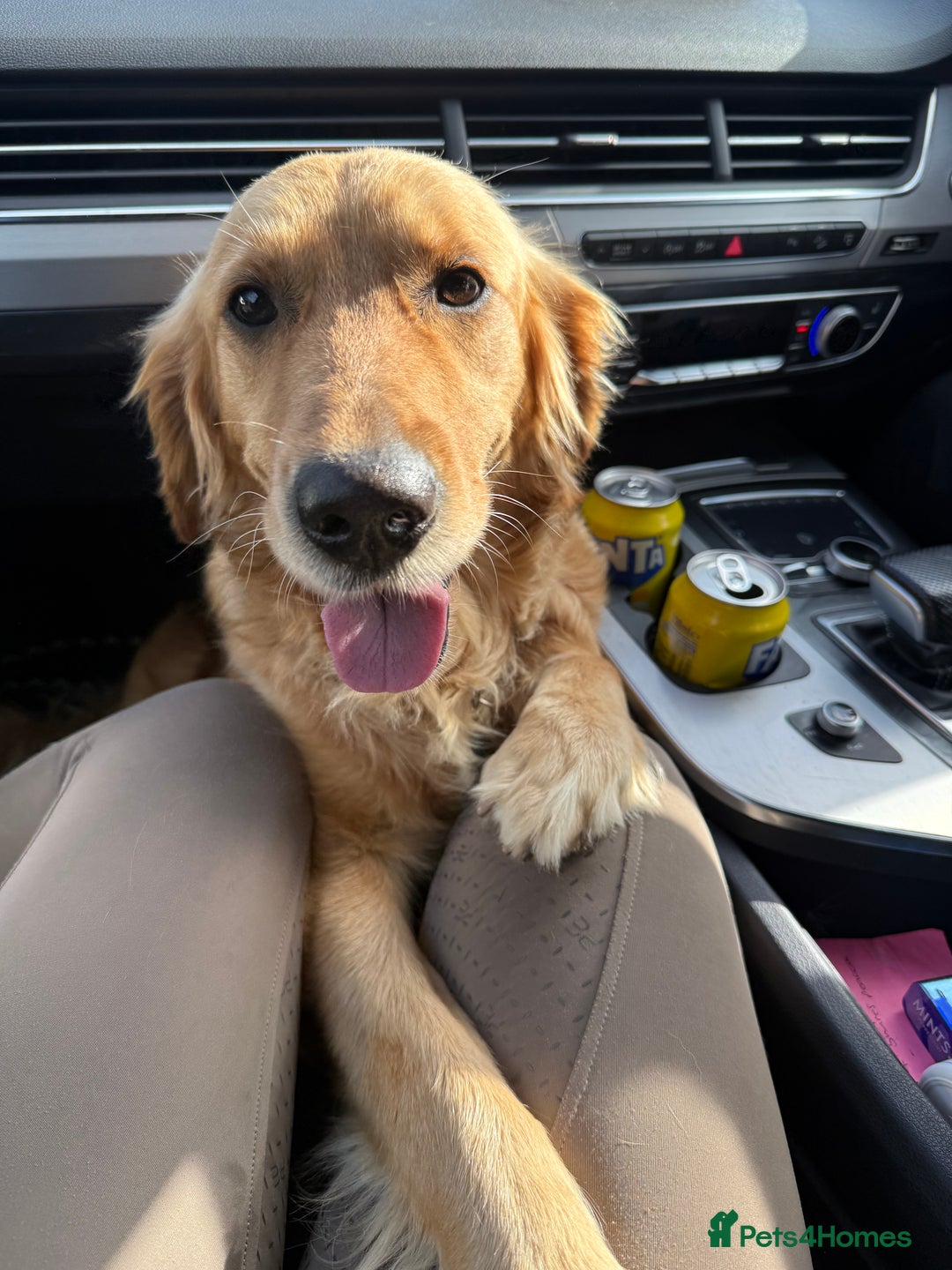 Golden Retriever dogs for sale: Beautiful GR Puppies – No Expense Spared! - Image 22