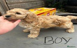 Cockapoo dogs for sale: Cockapoo F1B puppy’s  - Image 5