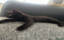British Shorthair cats for sale: British short hair kitten chocolate brown - Image 2