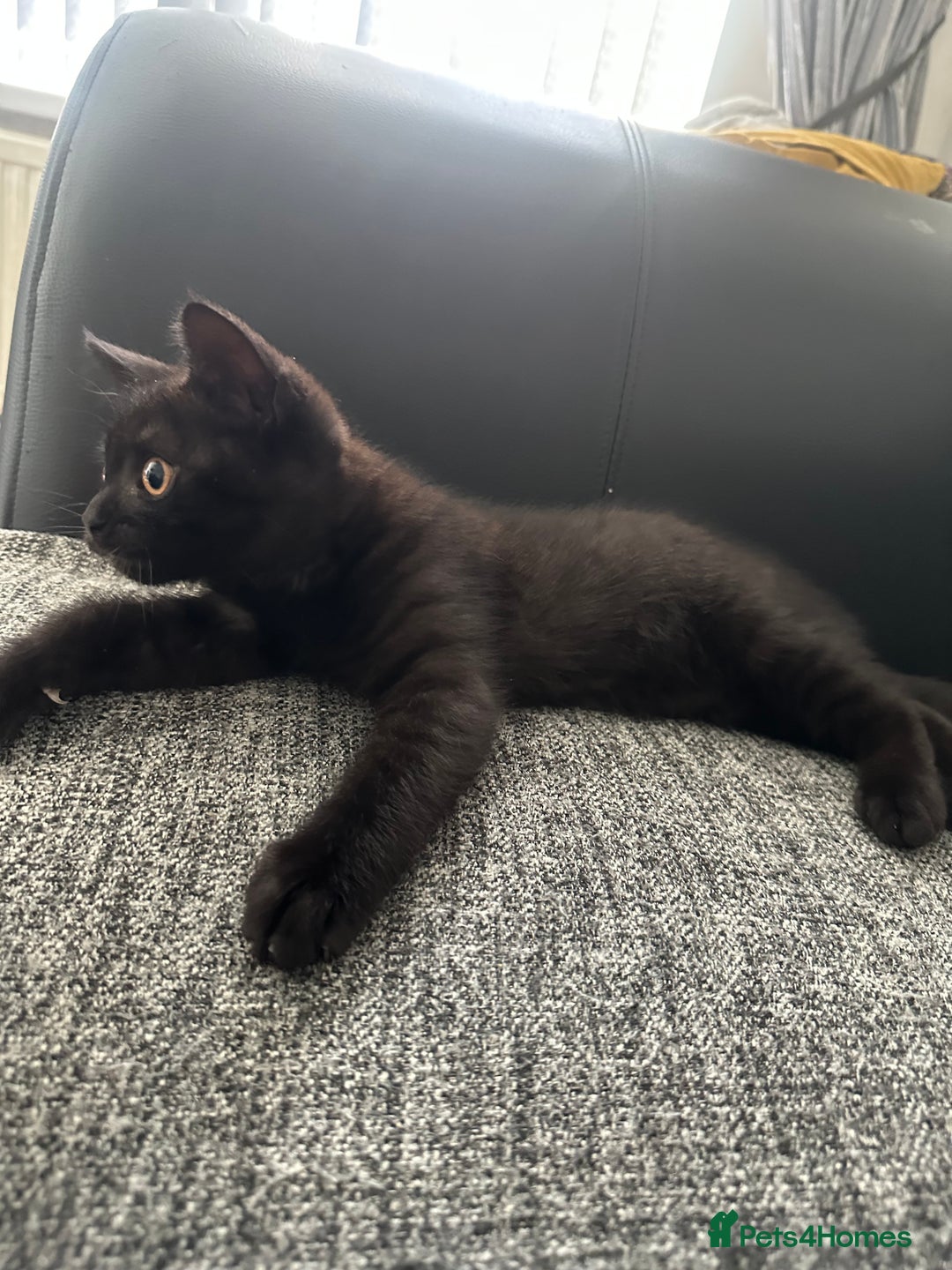 British Shorthair cats for sale: British short hair kitten chocolate brown - Image 2