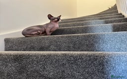 Sphynx cats for sale: Canadian Sphynx male  - Advert 7