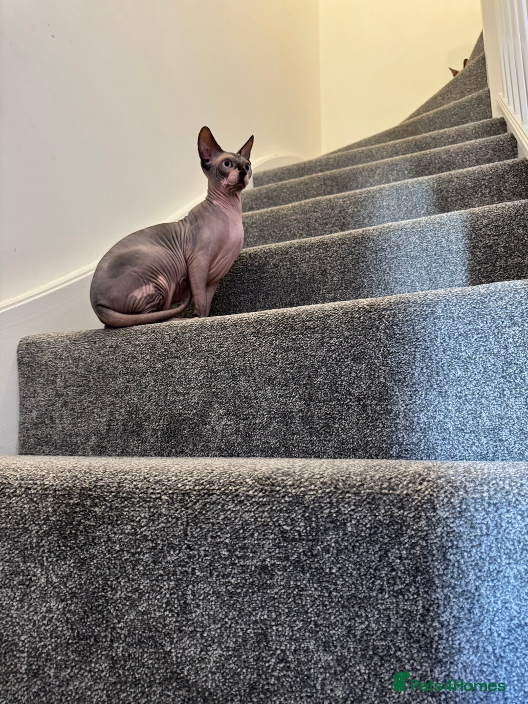 Sphynx cats for sale: Canadian Sphynx male  - Advert 7