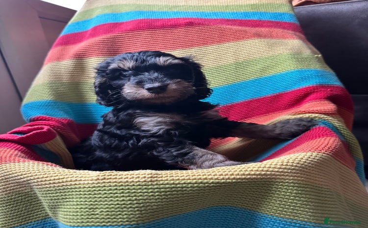 Cockapoo dogs - Advert 4