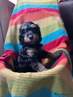 Cockapoo dogs - Advert 1