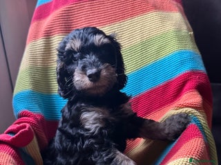 Cockapoo dogs - Advert 26