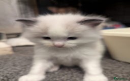 Ragdoll cats for sale: ragdoll kittens (only 1 boy left main picture) - Image 23