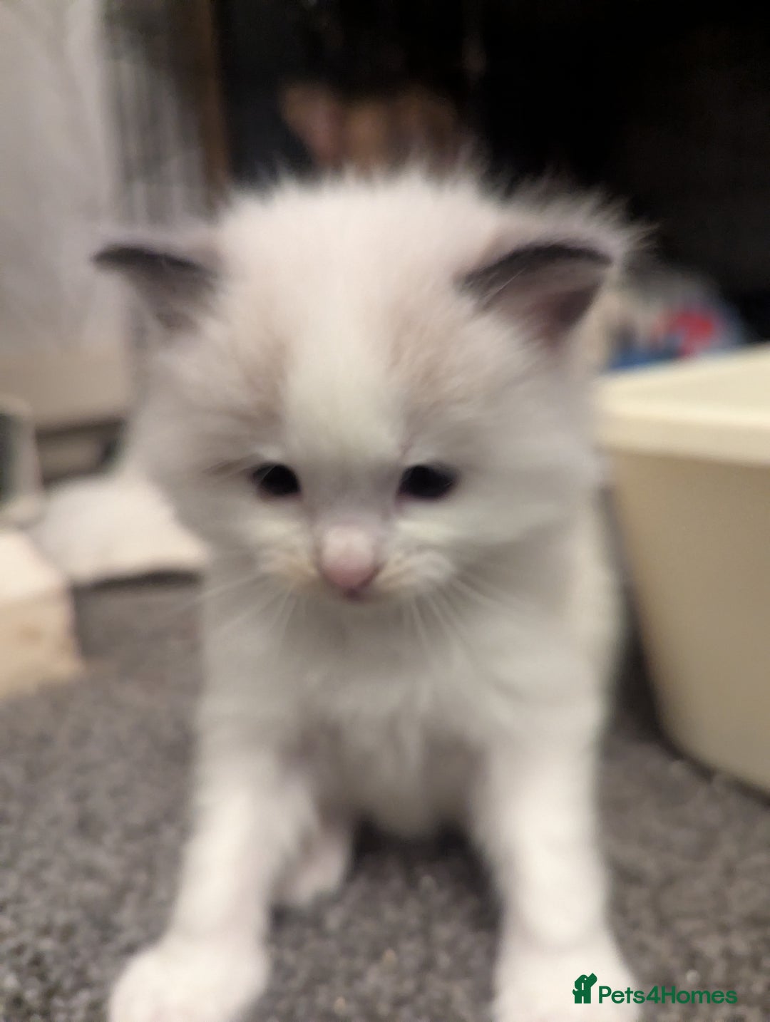 Ragdoll cats for sale: ragdoll kittens (only 1 boy left main picture) - Image 23