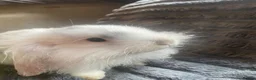 Cashmere Lop rabbits for sale: Cashmere Holland lop bunnies - Advert 3