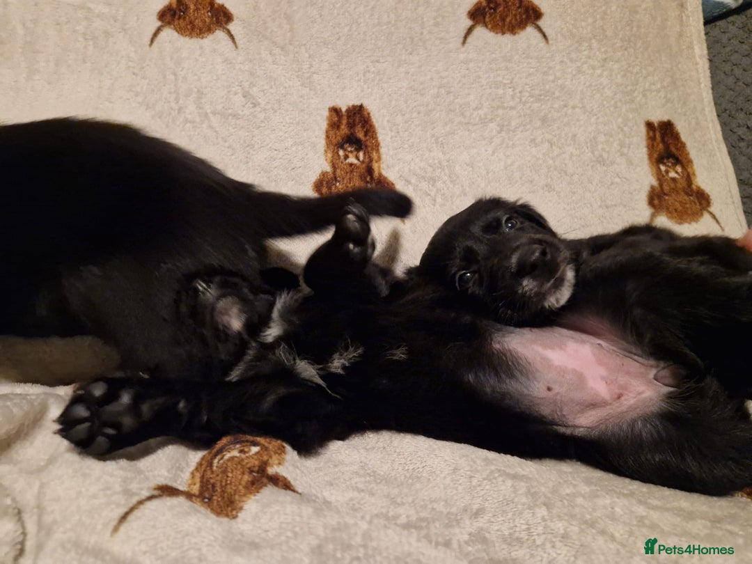 Mixed Breed dogs for sale: 🌟 Collie x Golden Retriever Puppies 🌟 - Image 22