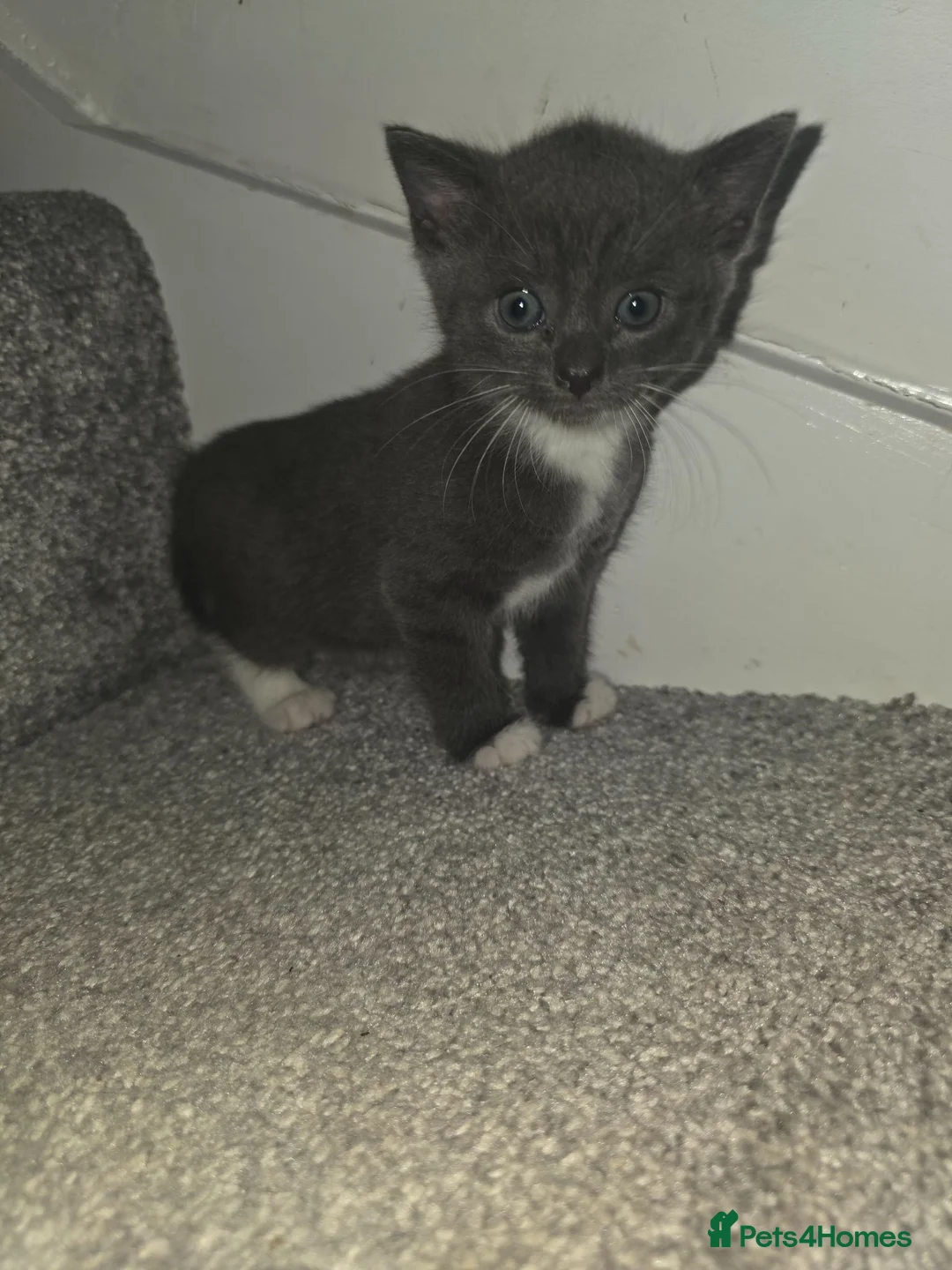 Mixed Breed cats for sale: Kittens for sale in Thirsk - Advert 2