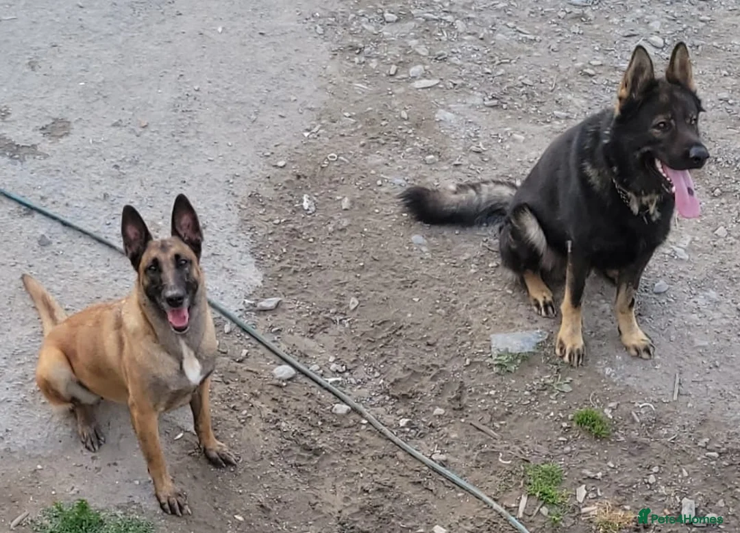 Belgian Shepherd Dog dogs for sale: Belgian malinois cross Czech Shepherd  - Advert 7