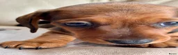 Miniature Dachshund dogs for sale: Miniature dachshund  - Advert 22