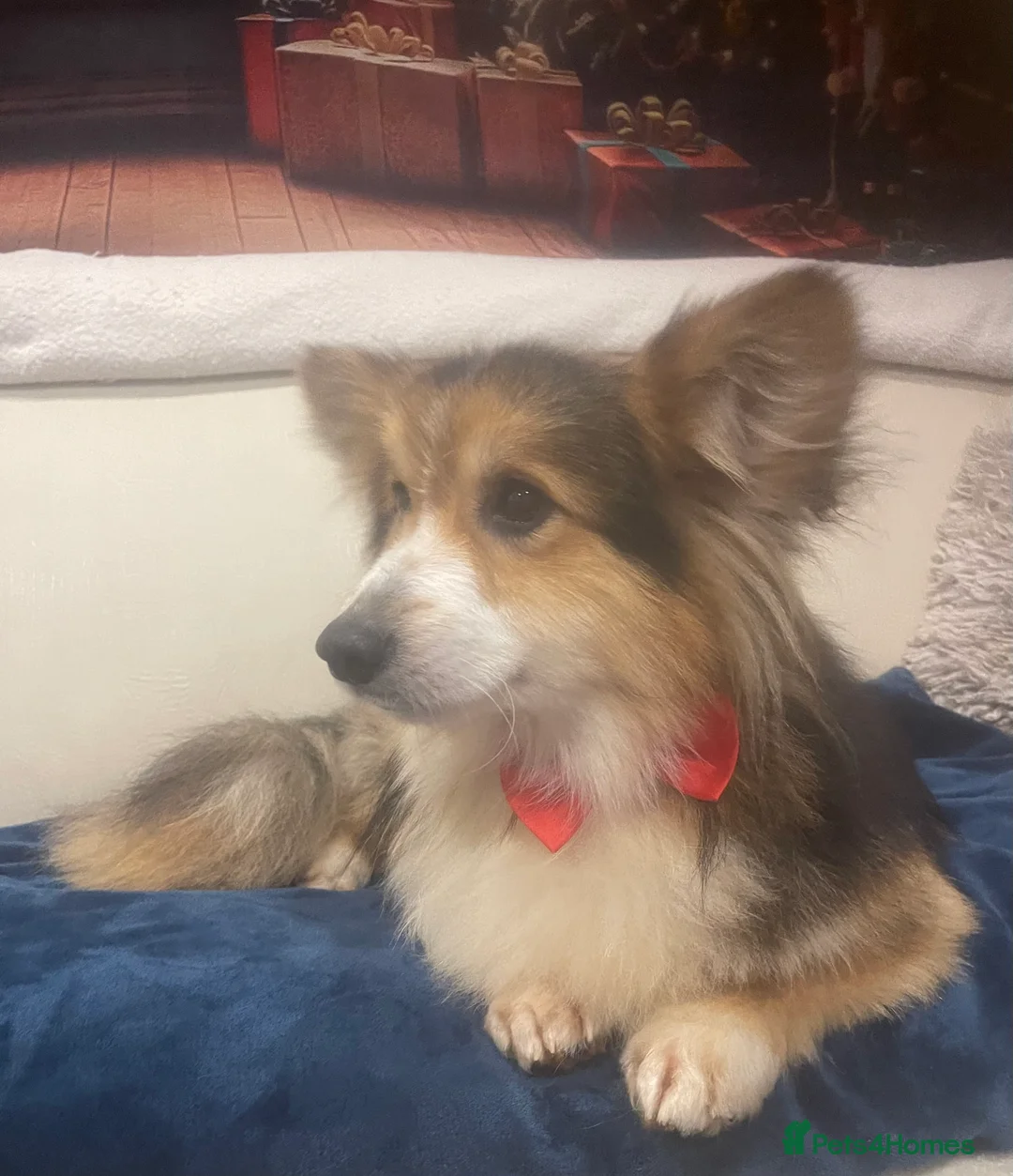 Welsh Corgi Pembroke dogs for stud: Beautiful Flutty Welsh Pembroke Corgi for stud in Rugby - Advert 3