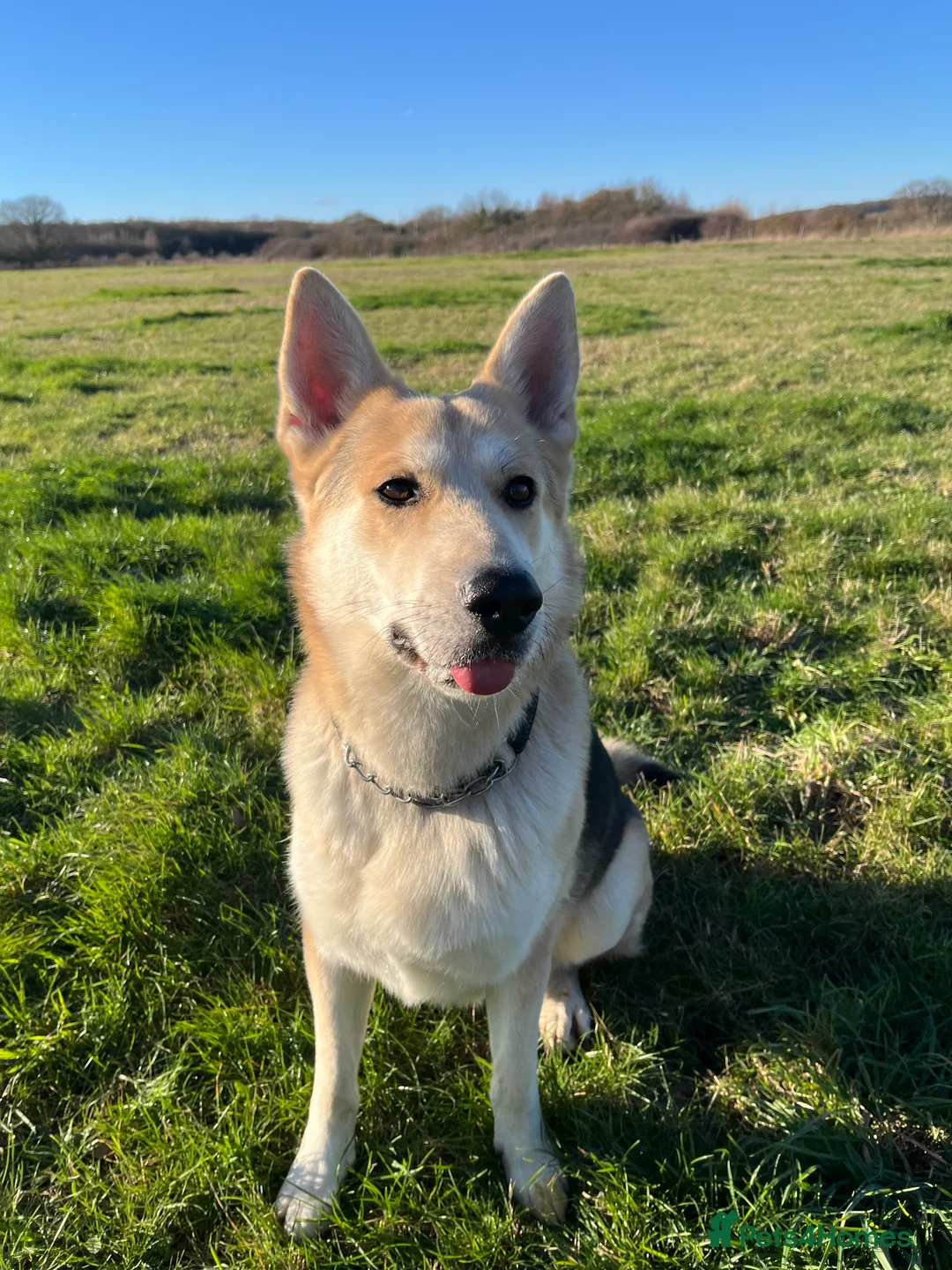 German Shepherd dogs for stud: Exceptional bi-coloured German Shepherd  - Advert 1