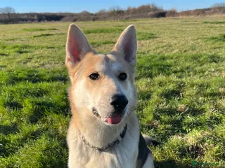 German Shepherd dogs Exceptional bi-coloured German Shepherd - Advert 5