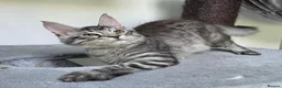 Maine Coon cats for sale: Maine Coon Kittens Fife Registered  - Advert 7