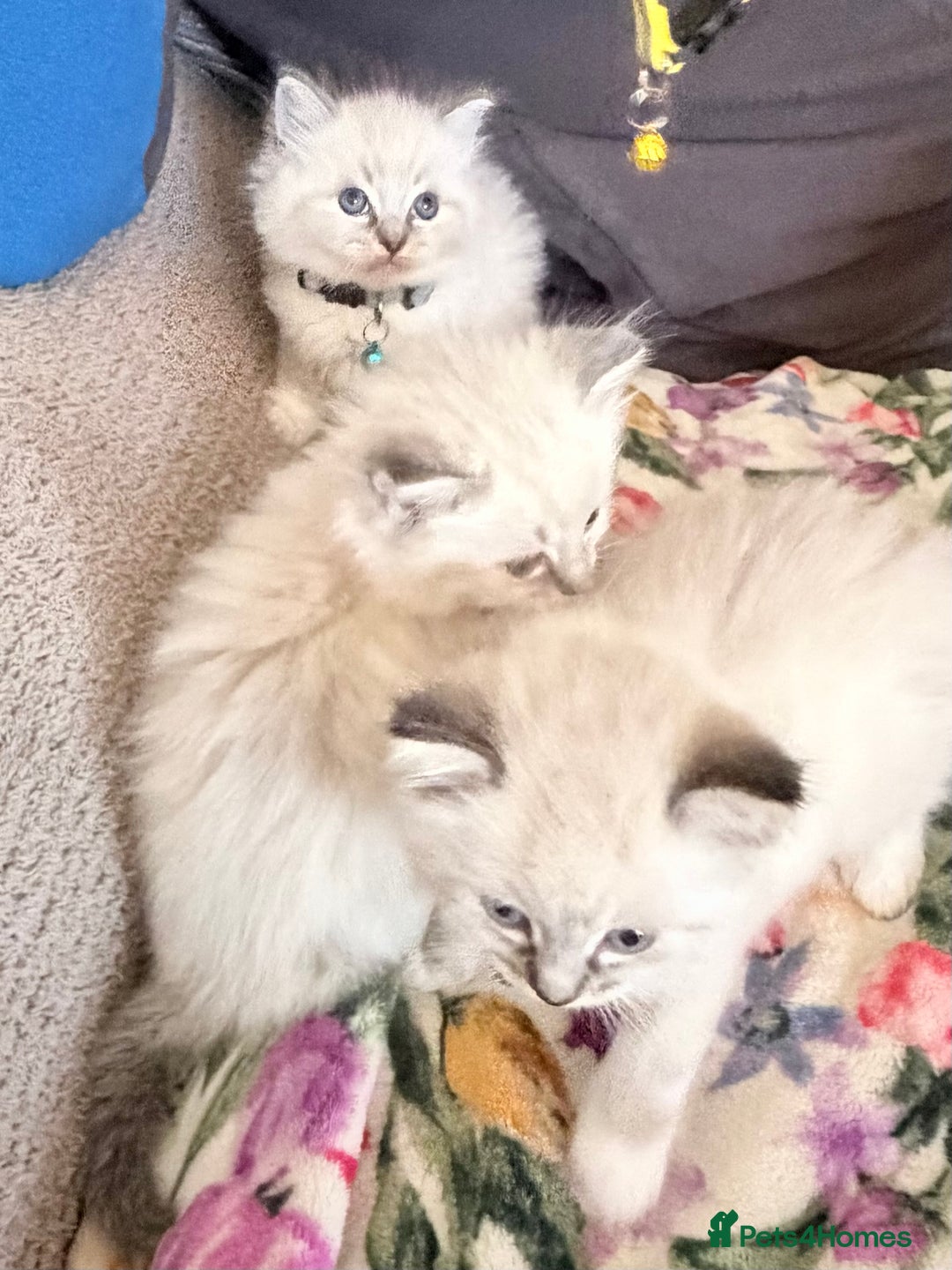 Ragdoll cats for sale: Special Ragdoll babies  - Advert 30