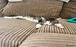 Domestic Shorthair cats for sale: Free to a good home - Advert 5