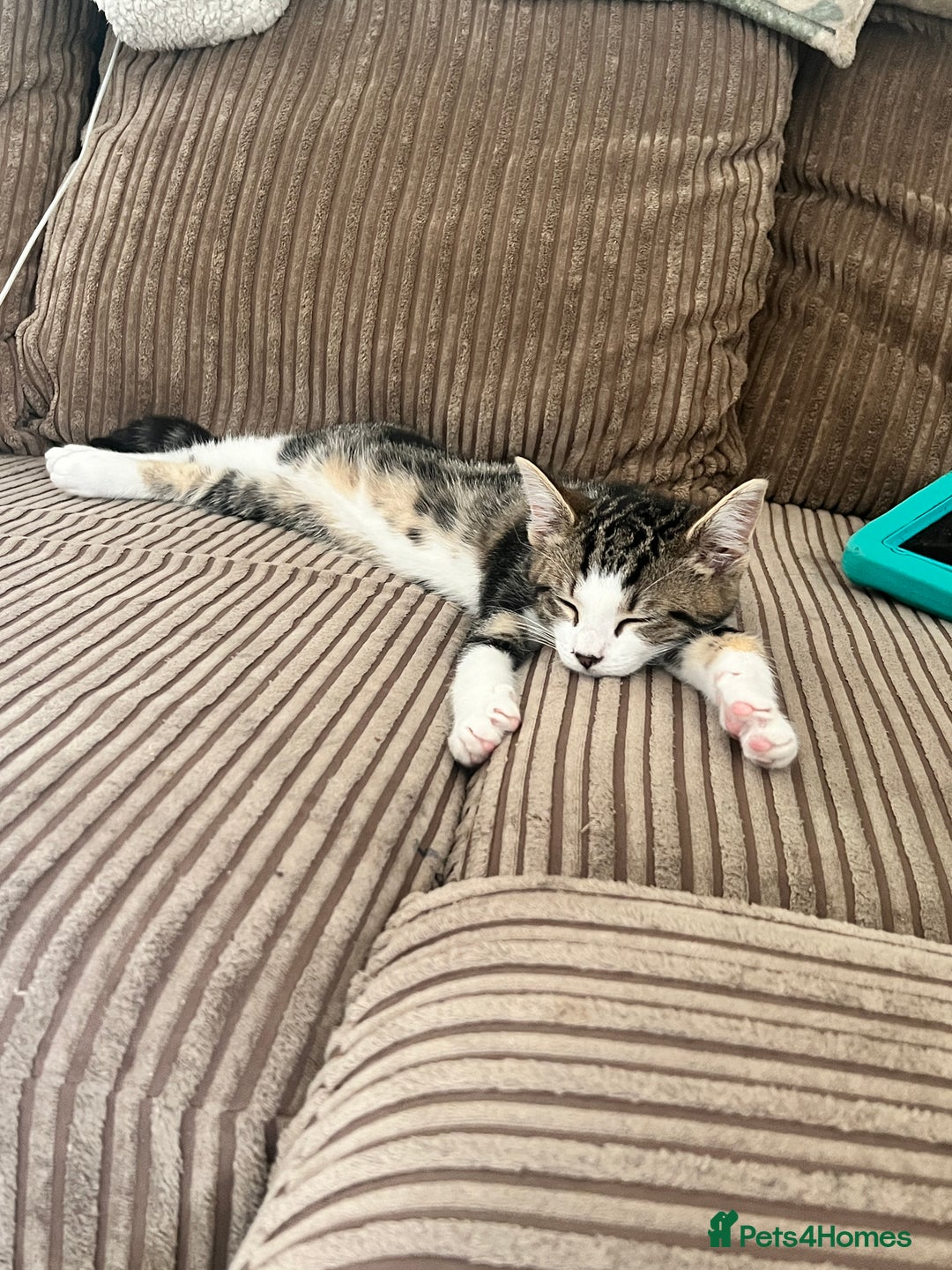 Domestic Shorthair cats for sale: Free to a good home - Advert 5