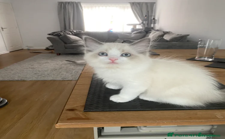 Ragdoll cats - Advert 8