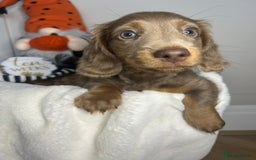 Miniature Dachshund dogs for sale: 🤍🐾 STUNNING DAPPLE BOY READY TO GO 🐾🤍 - Image 15