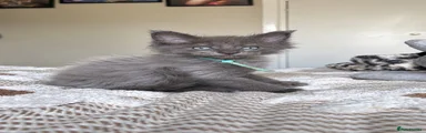 Grey poly male 