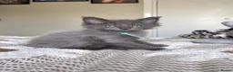 Maine Coon cats for sale: Beautiful polydactyl Maine coon kittens  - Advert 13