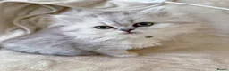 British Shorthair cats for sale: Last boy!! British longhair 🩶Ready to go 19/06 - Advert 15