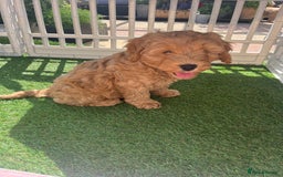 Cockapoo dogs for sale: Male 2 year old cockapoo  - Image 12