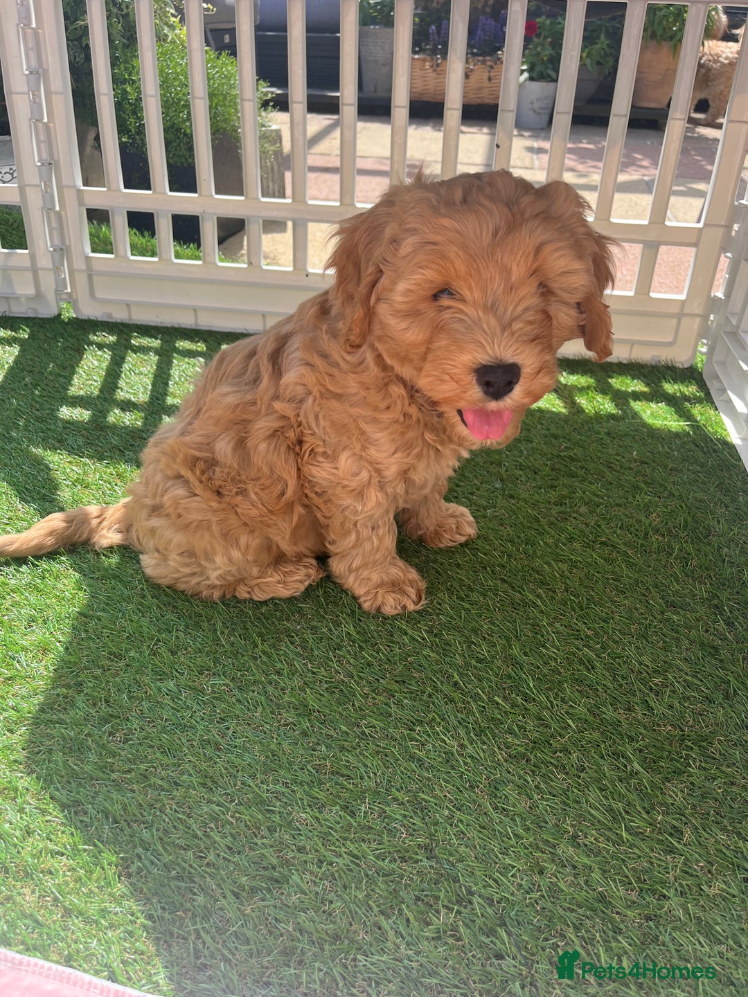 Cockapoo dogs for sale: Male 2 year old cockapoo  - Image 12