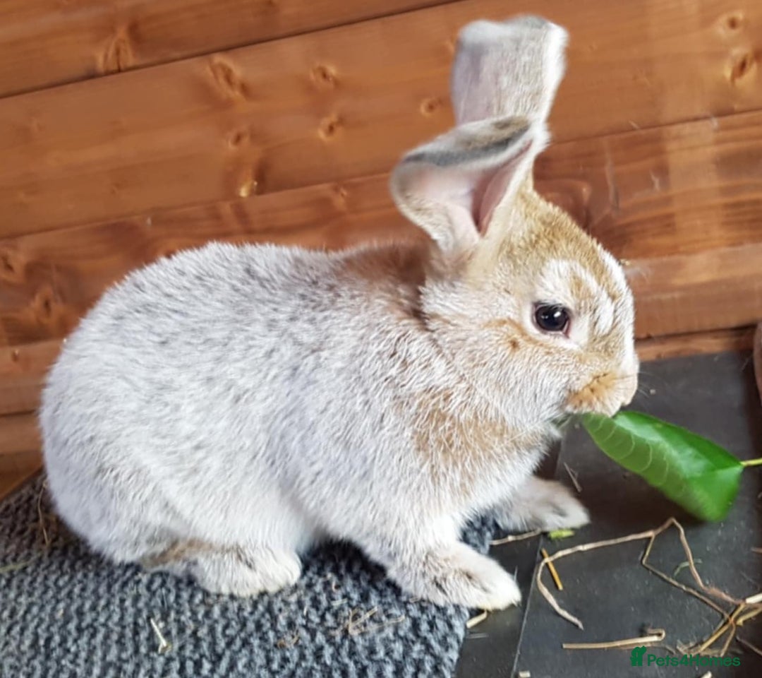 Argente rabbits for sale: Beautiful , friendly girl - Image 6
