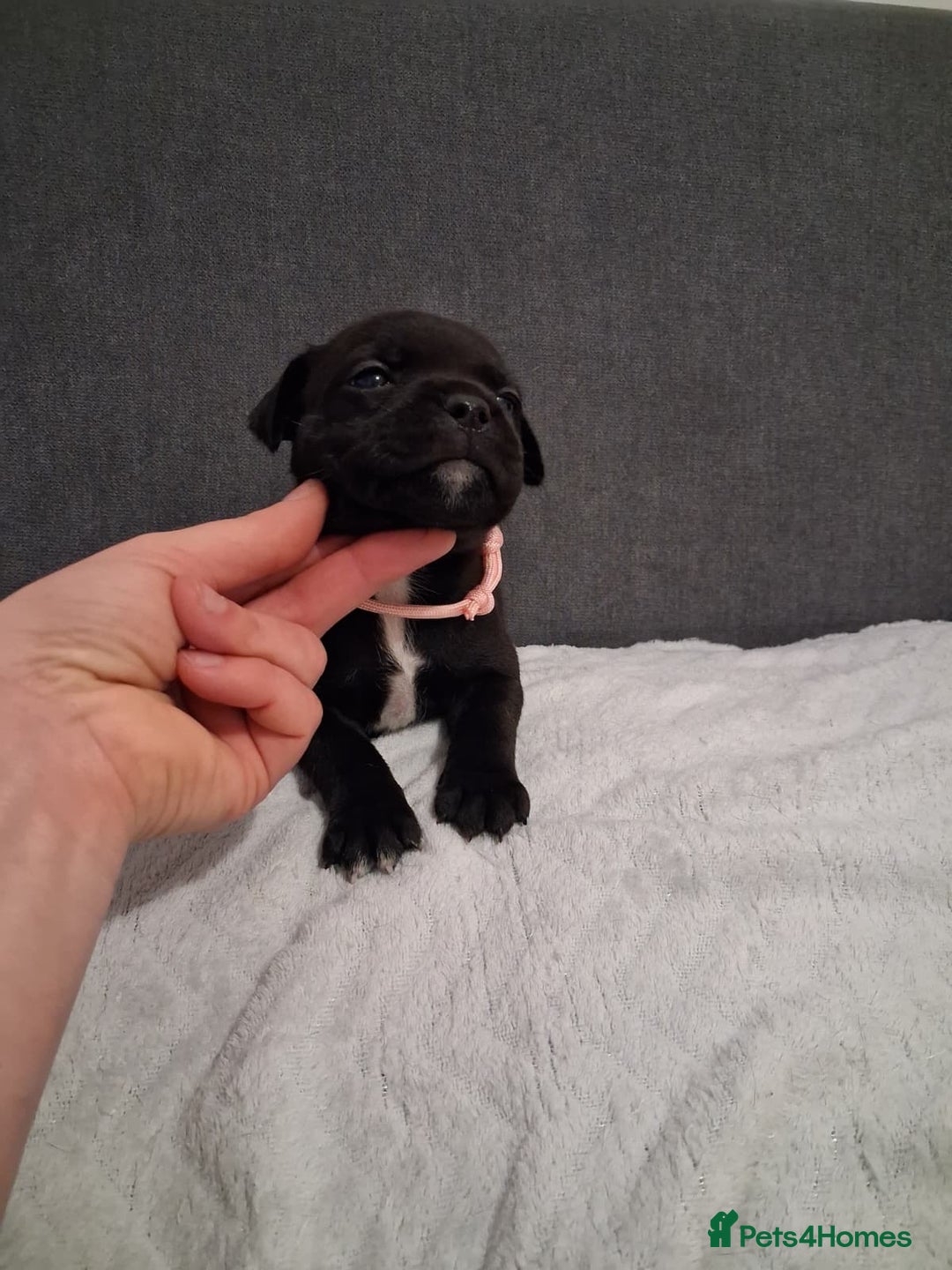 Staffordshire Bull Terrier dogs for sale: Show quality Staffordshire Bull Terrier - Advert 3