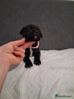 Staffordshire Bull Terrier dogs Show quality Staffordshire Bull Terrier - Advert 3