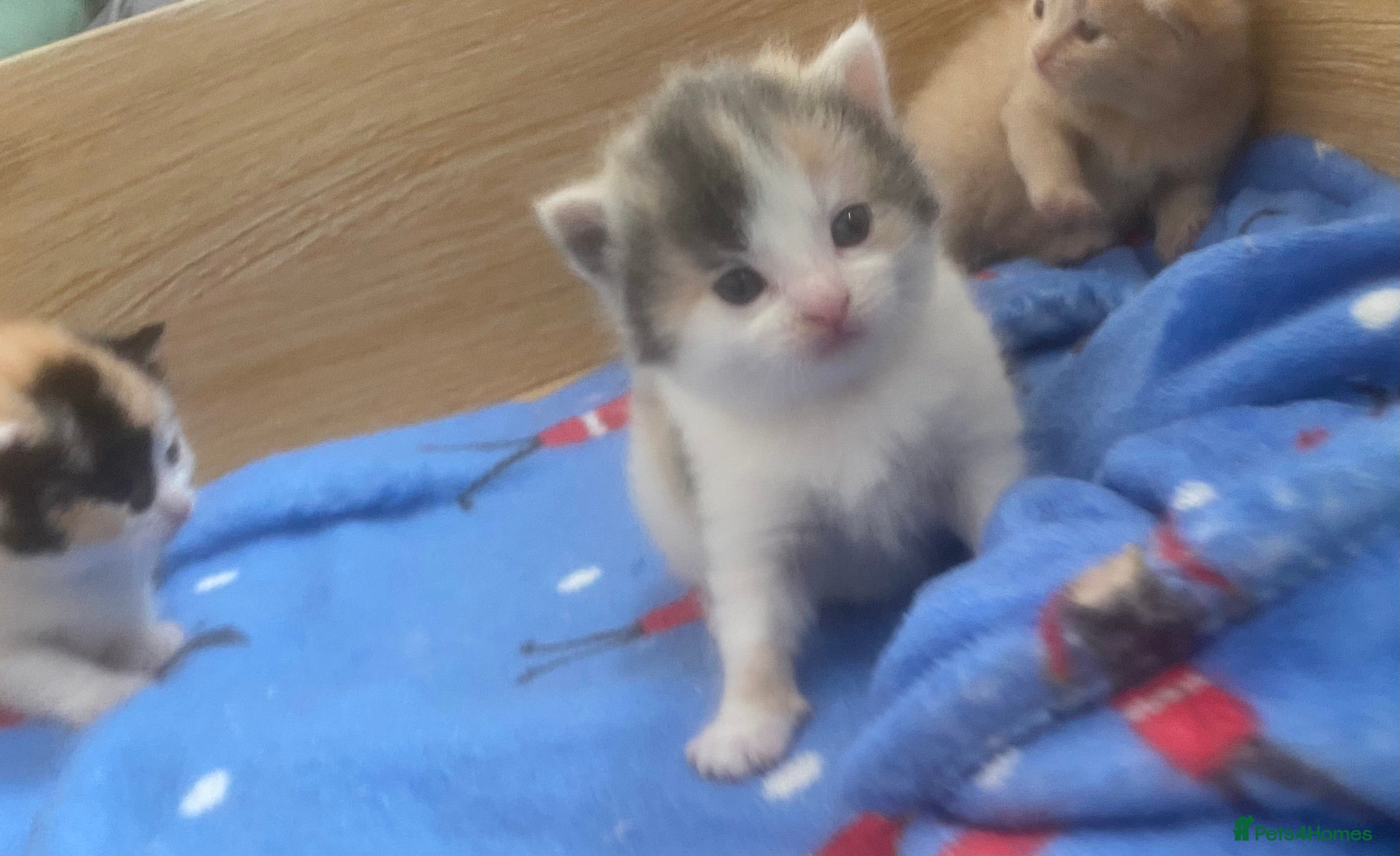 British Shorthair cats British Shorthair Calico Kittens  - Advert 1