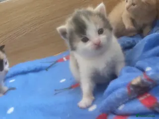 British Shorthair cats British Shorthair Calico Kittens - Advert 1