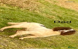 English Springer Spaniel dogs for sale: Working Bred Springer Spaniel Puppies For Sale.  - Image 29