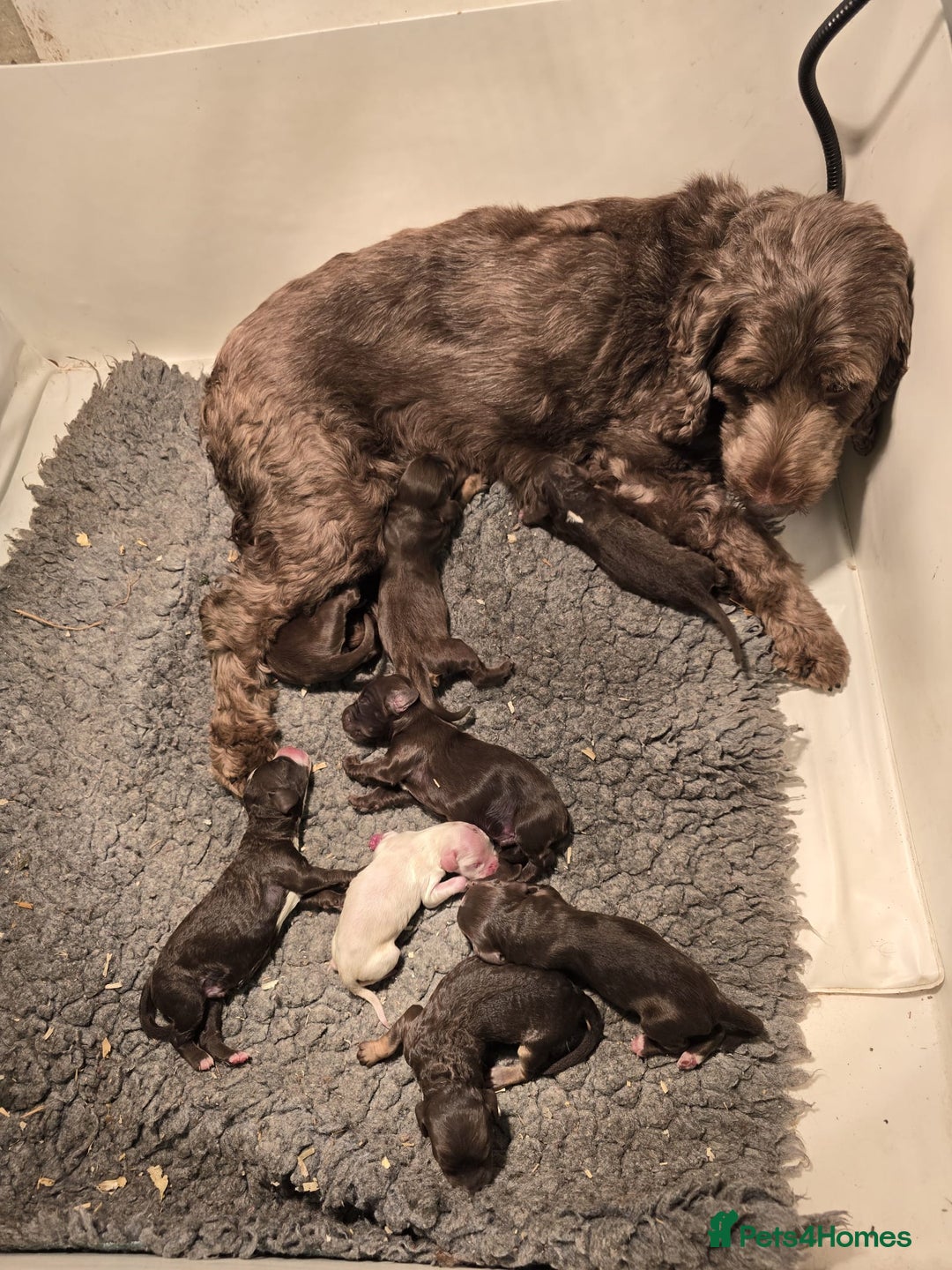 Cockapoo dogs for sale: Beautiful Phantom Girl Cockapoo Domestic Licence - Image 4