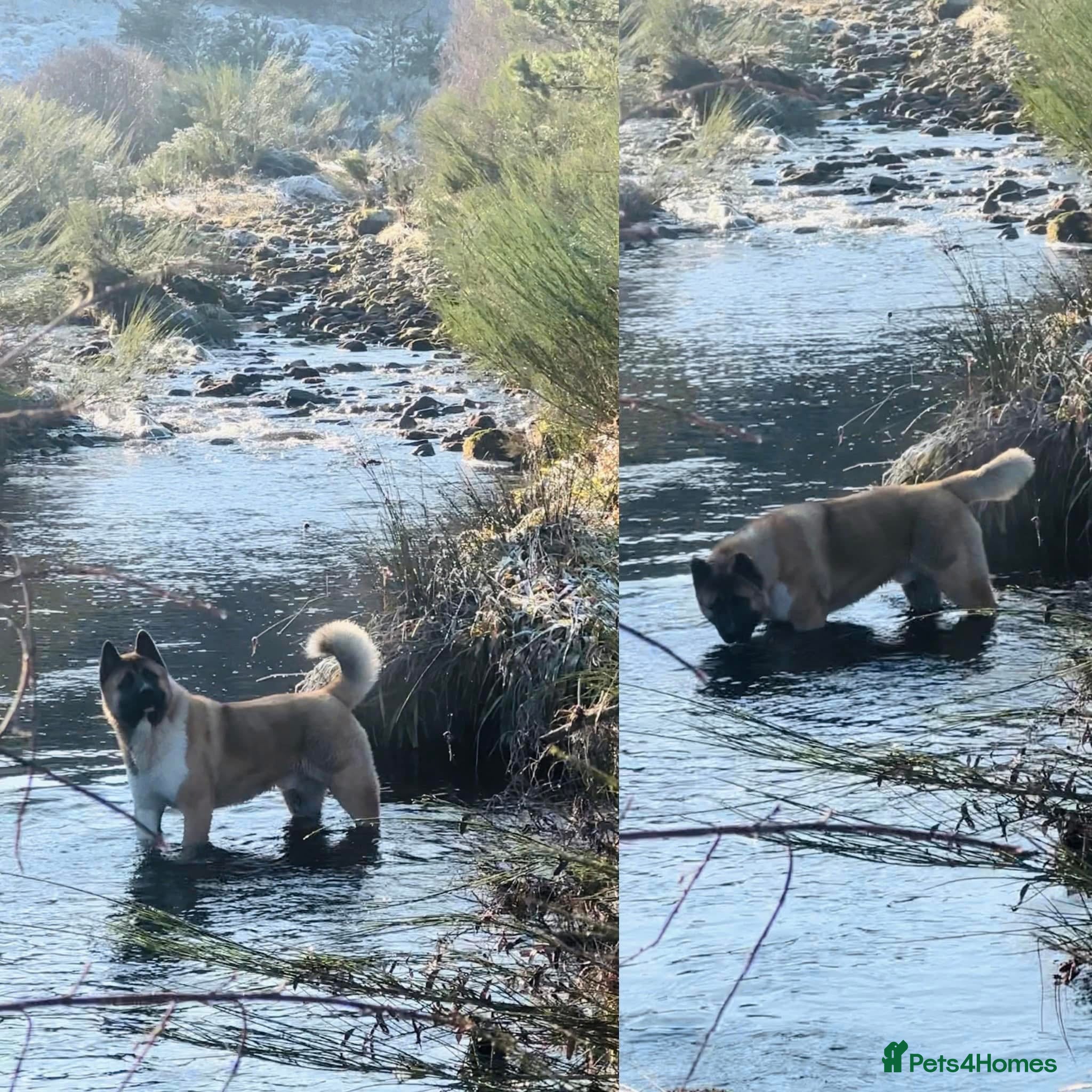 Akita dogs American Akita Stud  - Advert 7