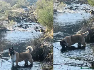 Akita dogs American Akita Stud - Advert 4