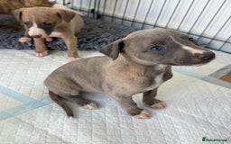 Whippet dogs for sale: Beautiful pedigree whippet puppies  - Image 19